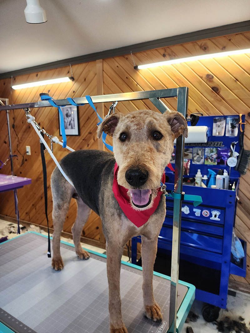 A dog wearing a red bandana is standing on a grooming table.