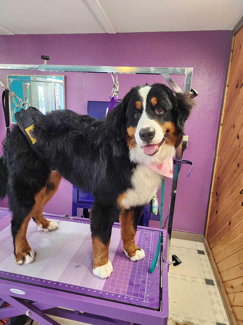 A dog is standing on a purple table in a room.