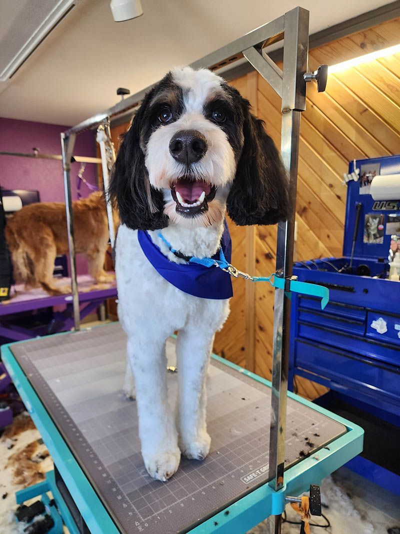 A black and white dog is standing on a grooming table.