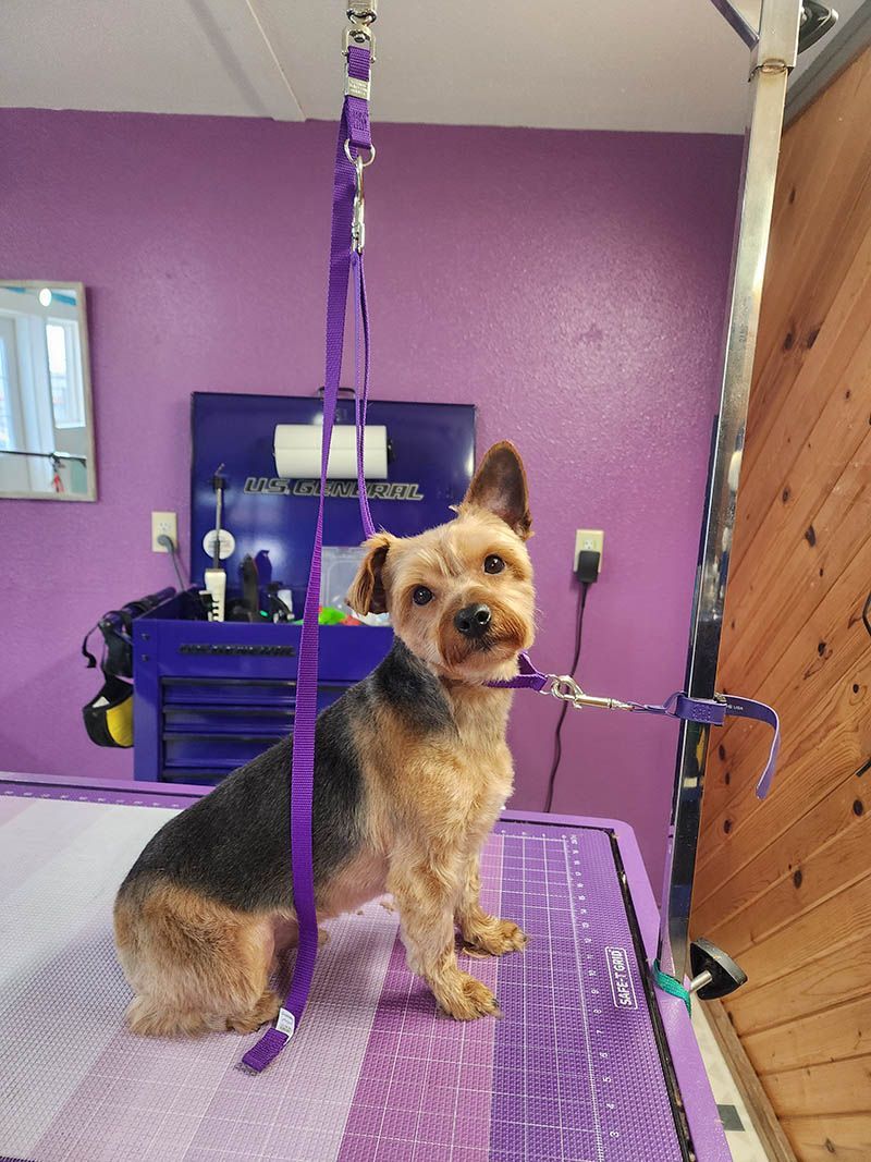 A small dog is sitting on a table with a purple leash.