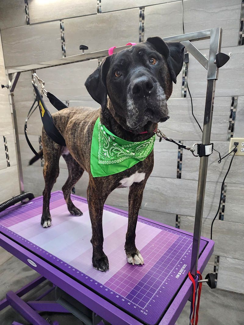 A dog wearing a green bandana is standing on a purple table.