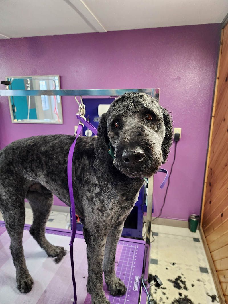 A black dog is standing on a purple table in a room.
