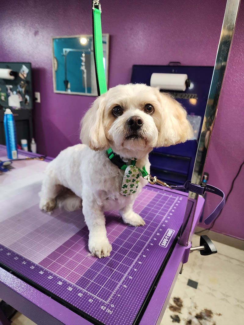 A small white dog is sitting on a purple cutting mat.
