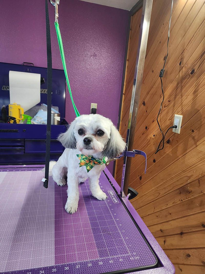 A small white dog is sitting on a purple table.