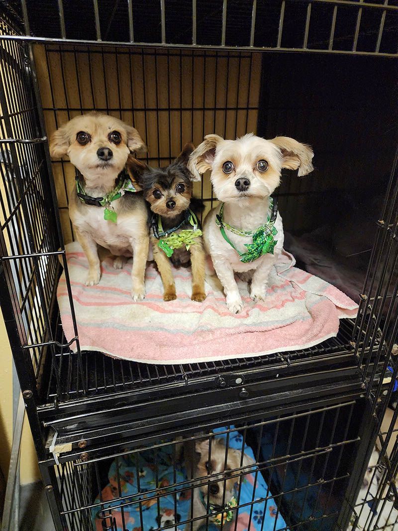 Three small dogs are sitting in a cage.