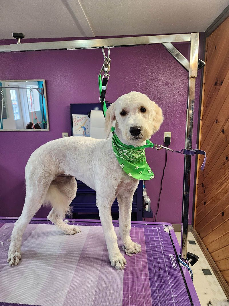 A white dog wearing a green bandana is standing on a purple mat.