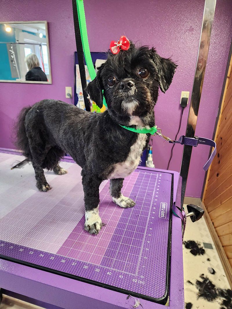 A black and white dog is standing on a purple table.