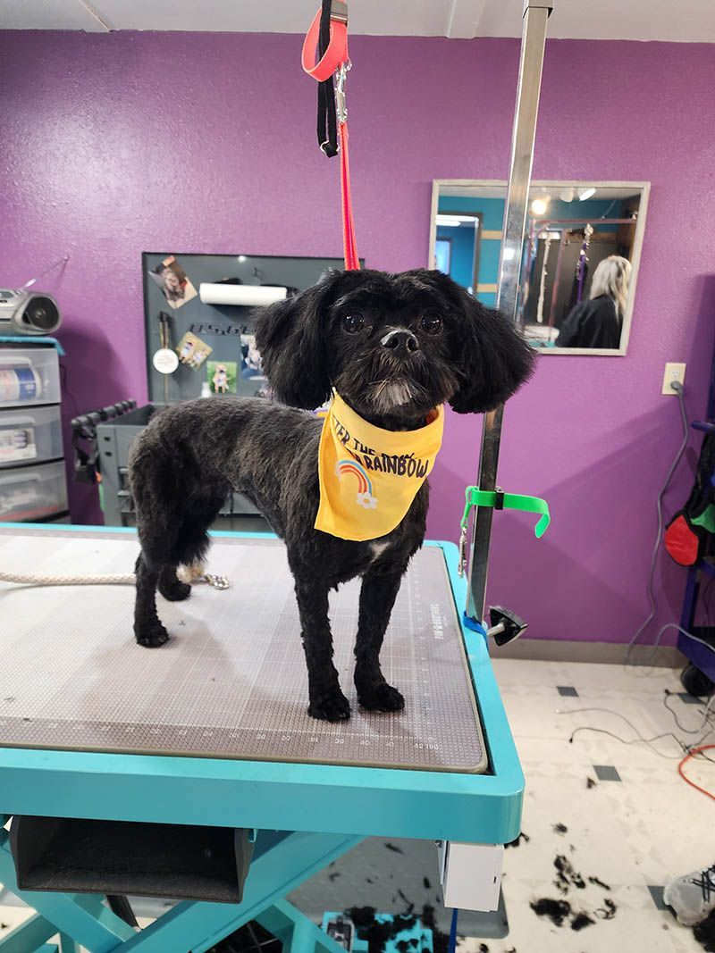 A black dog wearing a yellow bandana is standing on a grooming table.