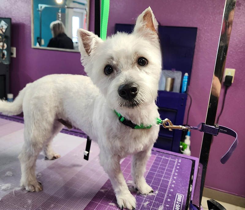 A small white dog is standing on a purple table.