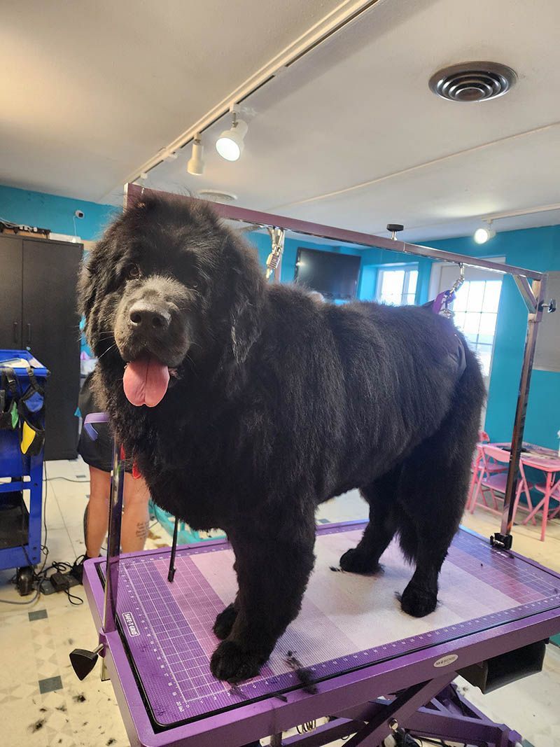 A large black dog is standing on top of a purple table.