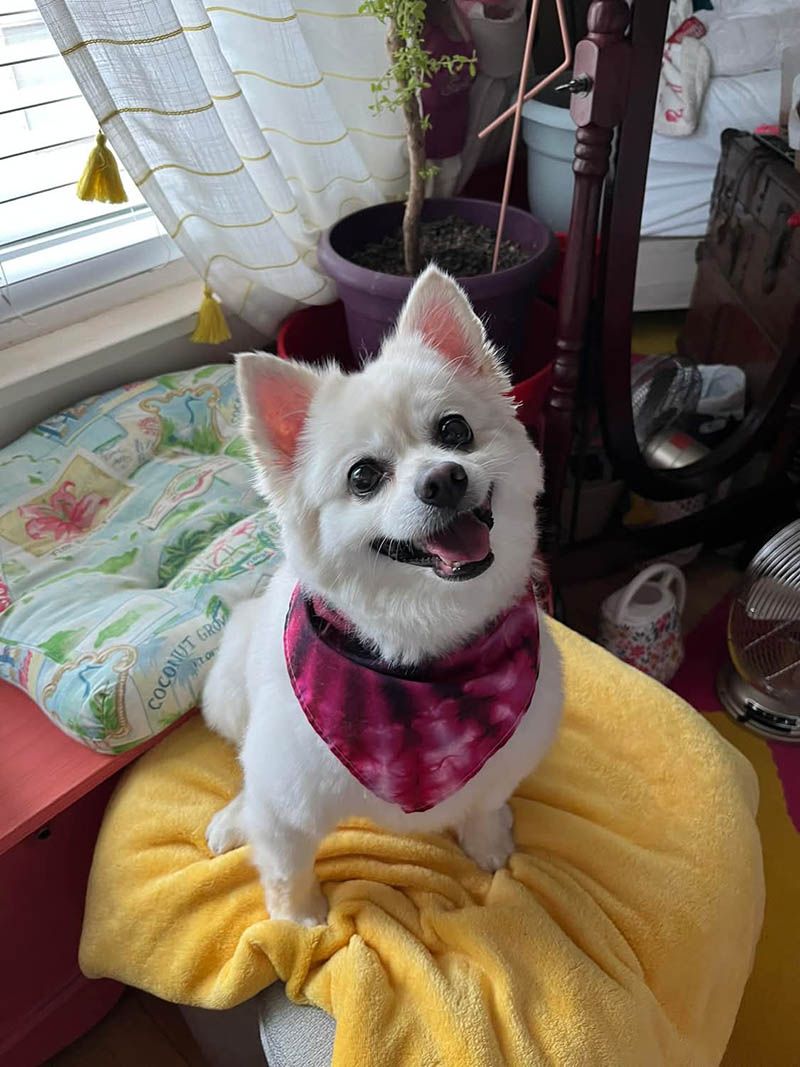 A small white dog wearing a pink bandana is sitting on a yellow blanket.