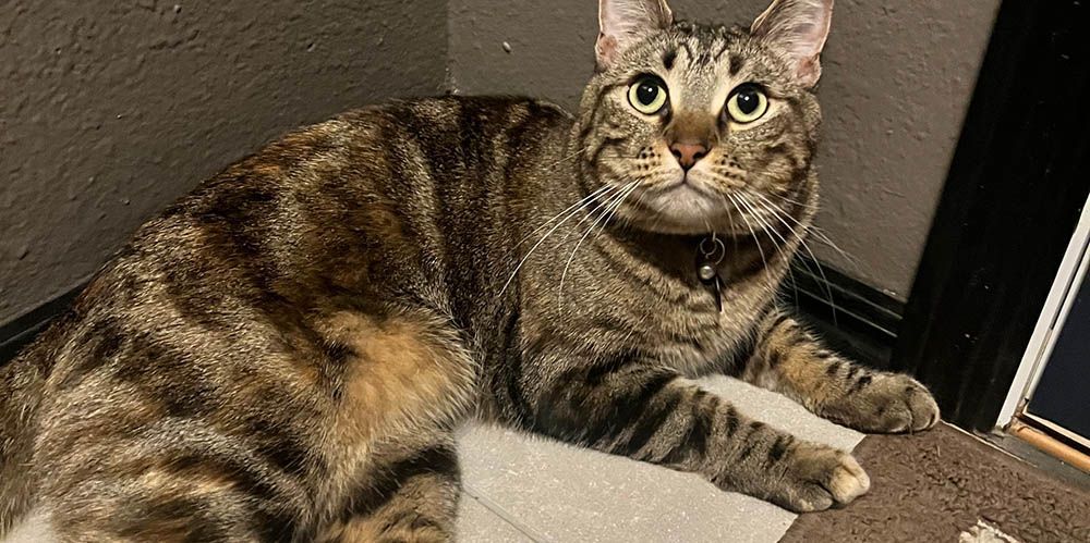 A cat is laying on a piece of paper towel on the floor.