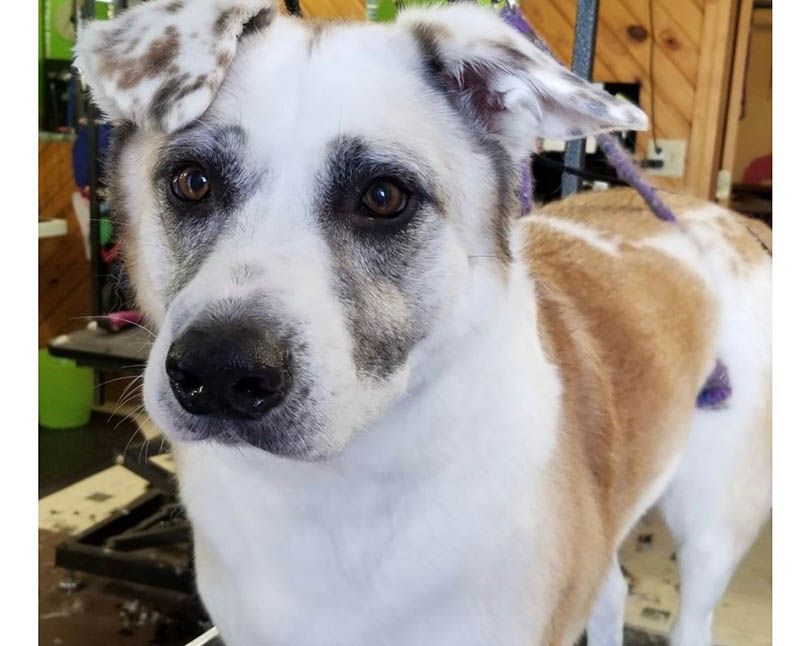 A brown and white dog with a purple leash is looking at the camera