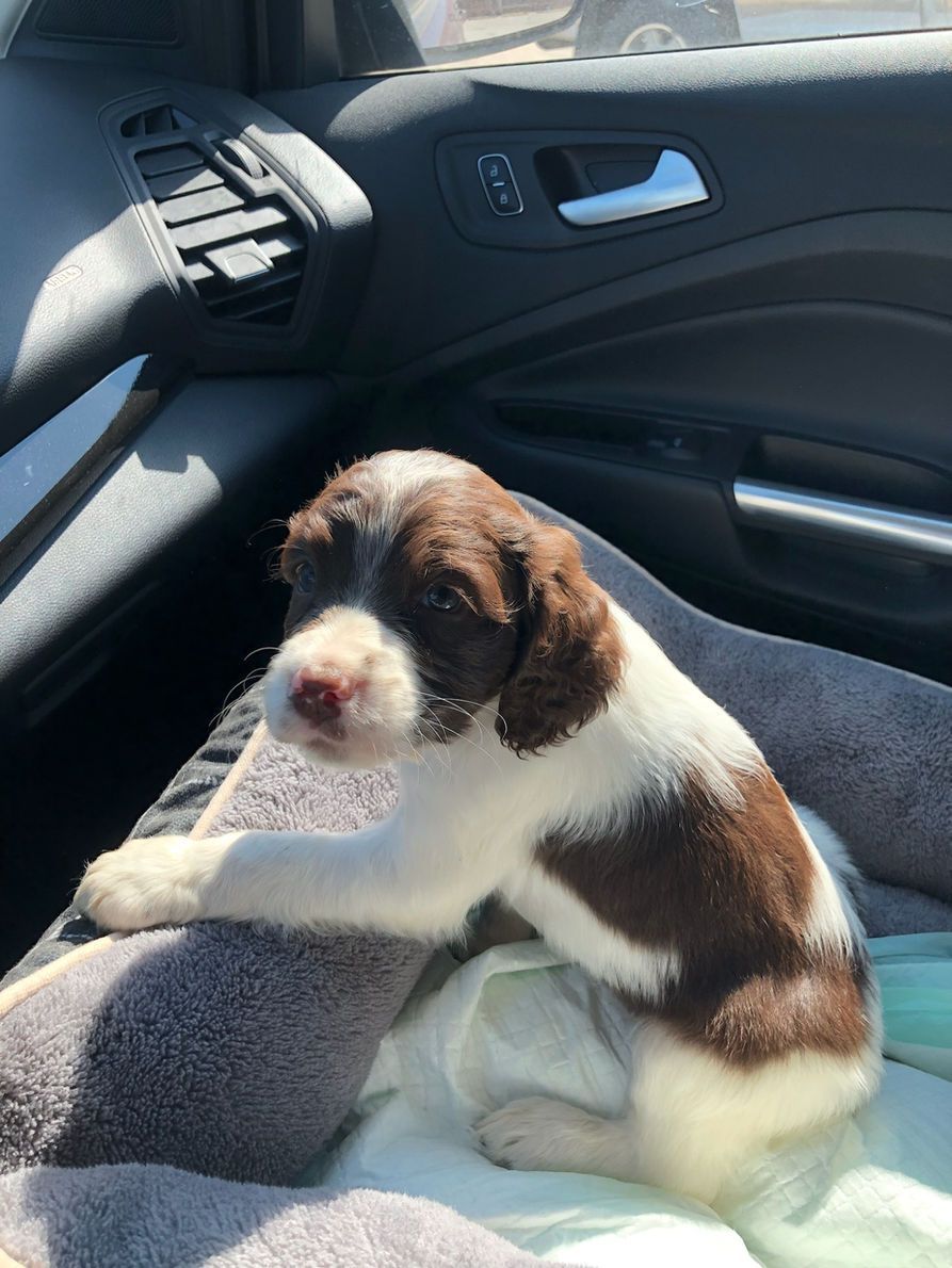 A brown and white puppy is sitting on a blanket in a car.