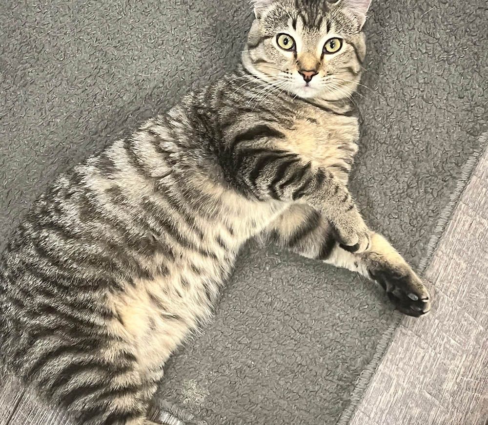 A cat is laying on its back on a carpet.