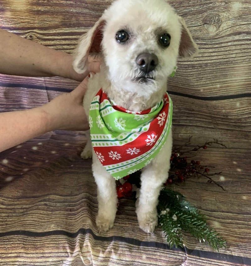 A small white dog wearing a green and red bandana