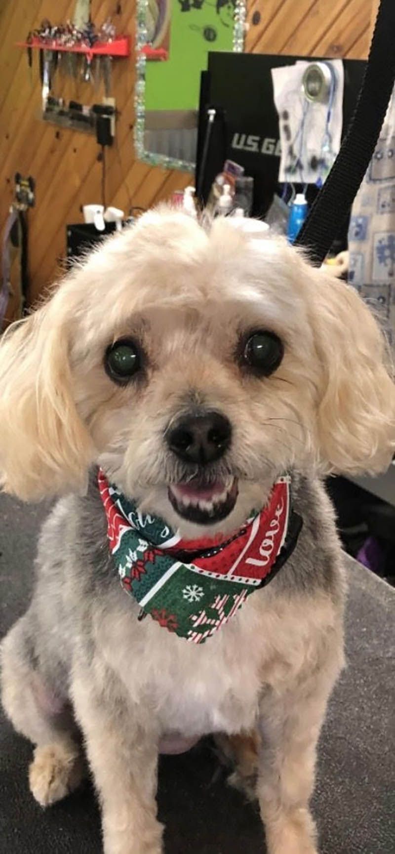 A small dog wearing a bandana is sitting on a table.