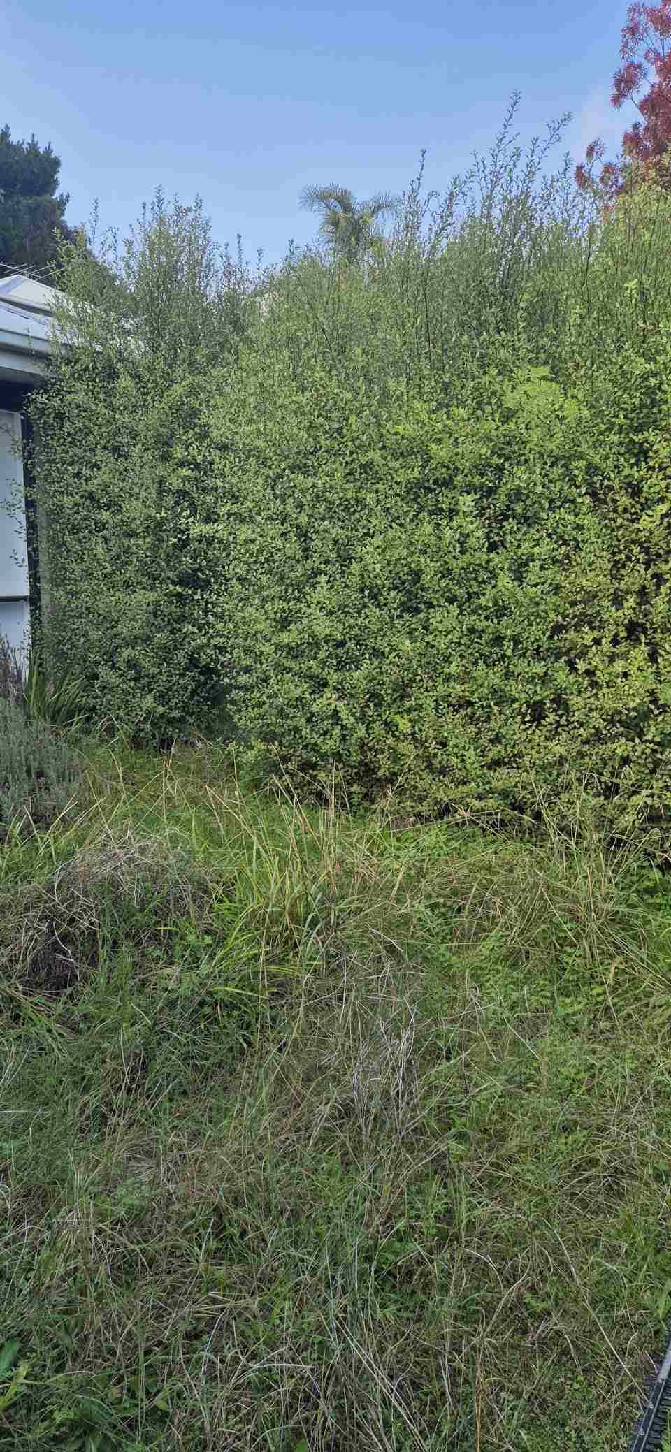 There is a house in the background and a hedge in the foreground.