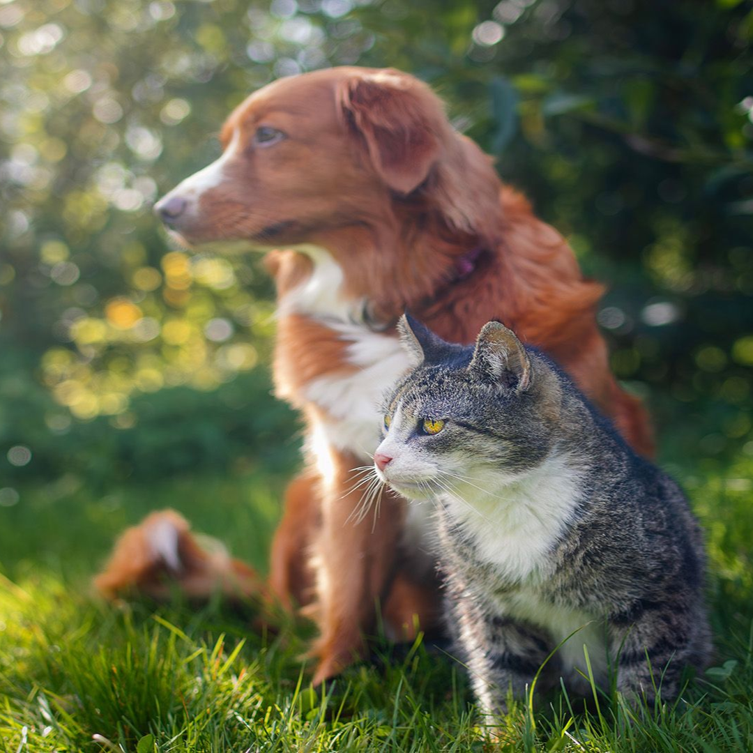 A schnauzer is laying on a wooden dock near a lake.