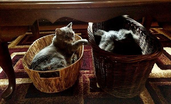 Two cats are sitting in baskets under a table