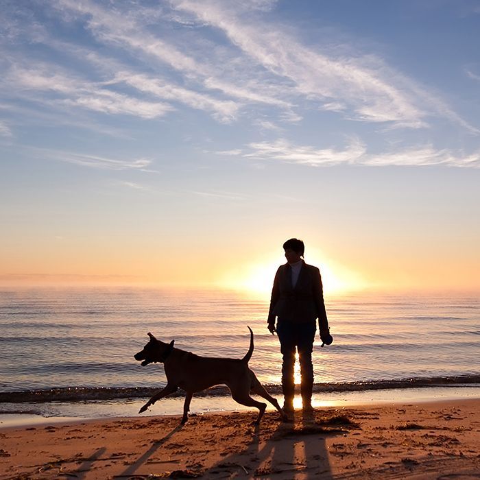 A man is walking a dog on the beach at sunset.
