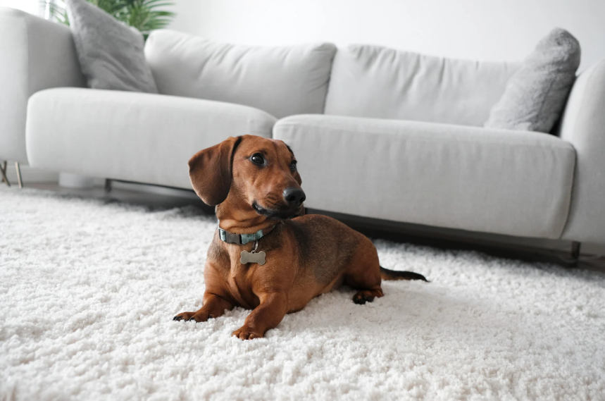 Pet-Friendly Area Rug Cleaning Tips
