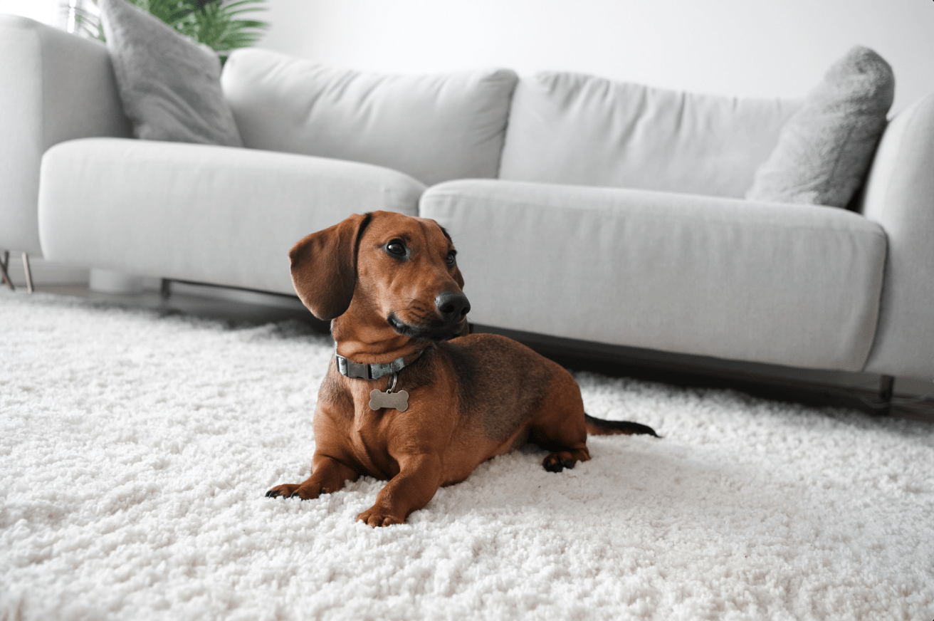 rug-care-tips-for-pet-owners
