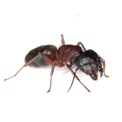 Exterminator — Carpenter Ant in Worcester, MA
