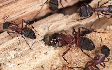 Pest Treatment — Close Up View of Carpenter Ants in Worcester, MA