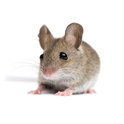 Pest Control | Worcester, MA | East Coast Pest Control