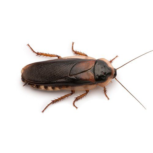 Cockroach Extermination — Cockroach in Worcester, MA