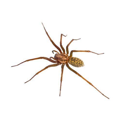 Spider Removal — Spider in Worcester, MA