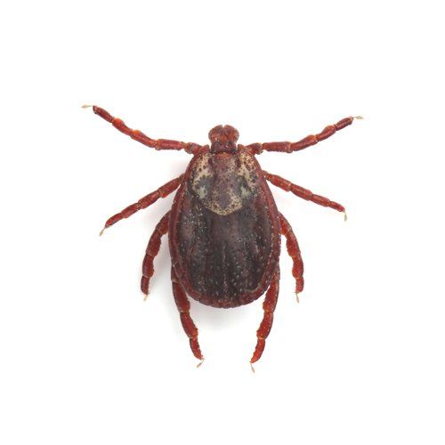 Tick Removing — Tick in Worcester, MA