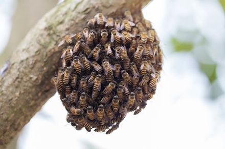 Wildlife Removal — Beehive on Tree Branch in Worcester, MA
