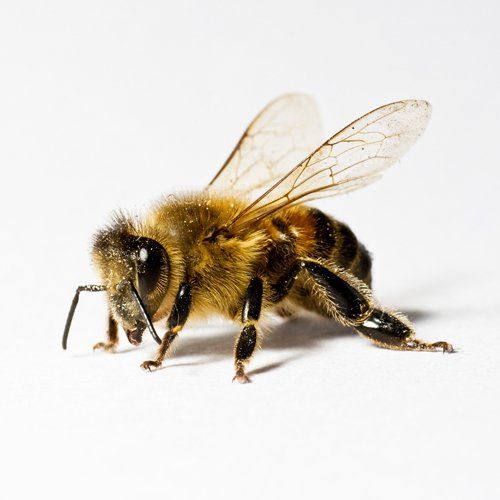 Pest Killing — Bee in Worcester, MA