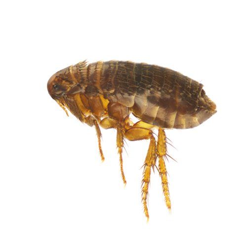 Fleas Removing — Flea in Worcester, MA