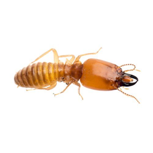 Tick Removal — Termite in Worcester, MA