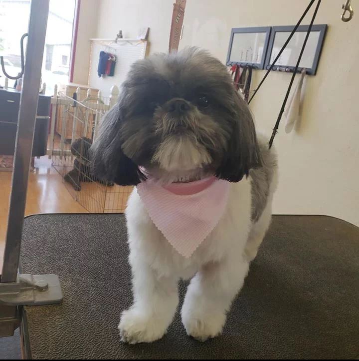 Shih Tzu with Pink Scarf  - Cody, WY - Cody Paw Spa