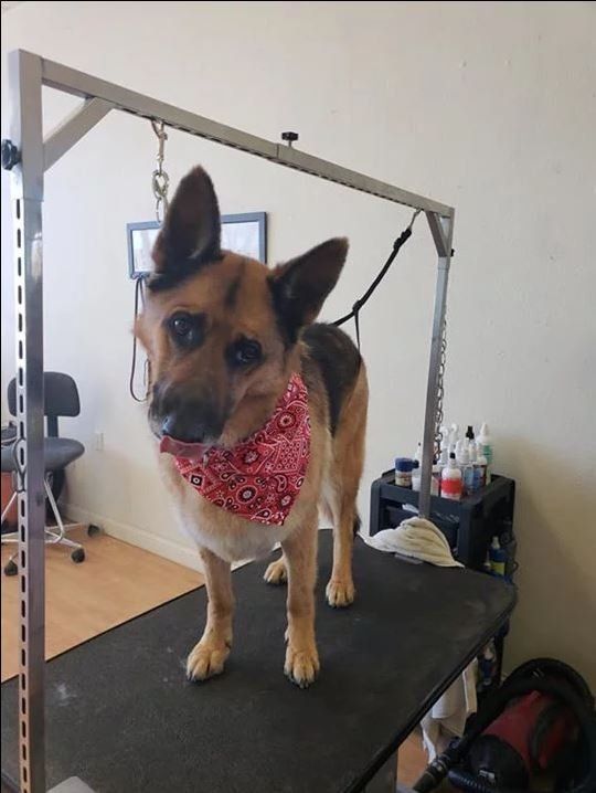 German Shepherd with Red Scarf - Cody, WY - Cody Paw Spa