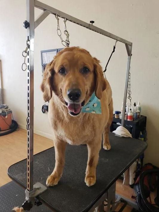 Golden Retriever - Cody, WY - Cody Paw Spa