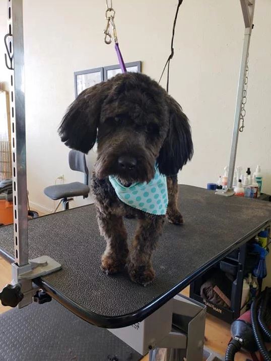 Black Terrier with Green Scarf  - Cody, WY - Cody Paw Spa