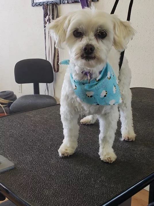 Havanese  - Cody, WY - Cody Paw Spa