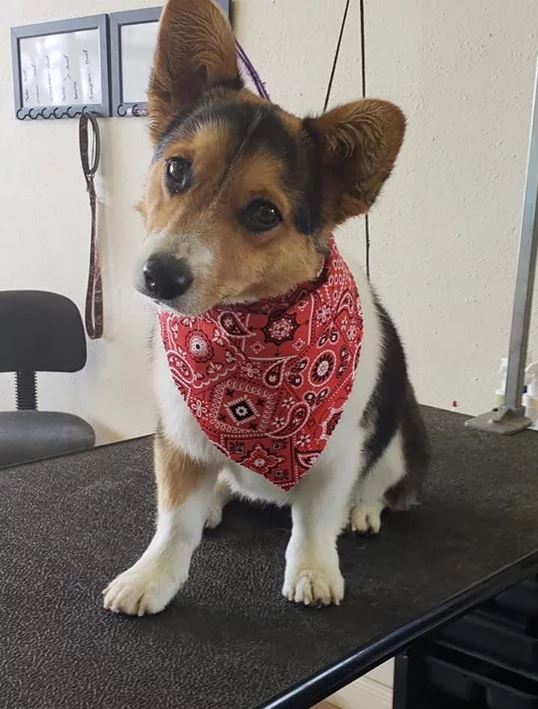 German Shepherd  - Cody, WY - Cody Paw Spa