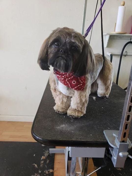Tri Color brown Shih Tzu with Red Scarf  - Cody, WY - Cody Paw Spa