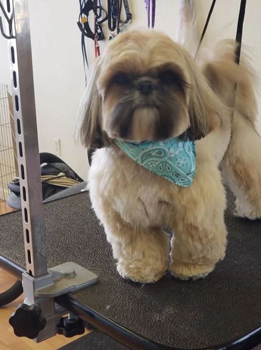 Tri Color brown Shih Tzu  - Cody, WY - Cody Paw Spa