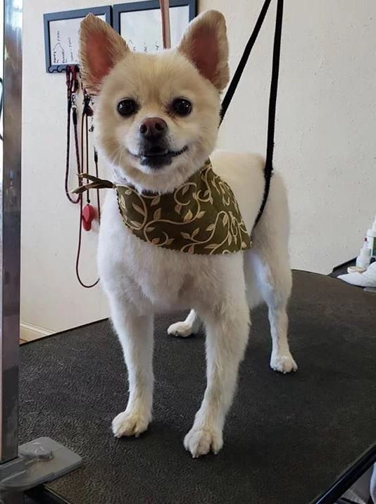 White Pomeranian Dog with Green Scarf - Cody, WY - Cody Paw Spa