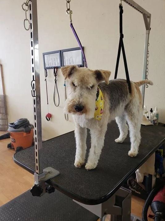 Tri-color Terrier  - Cody, WY - Cody Paw Spa