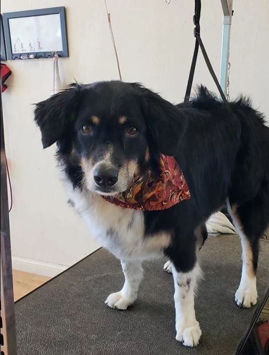 Bernese Mountain Dog  - Cody, WY - Cody Paw Spa