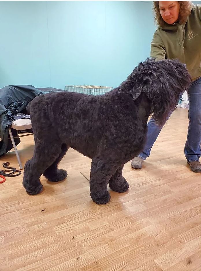 Springer Spaniel  - Cody, WY - Cody Paw Spa