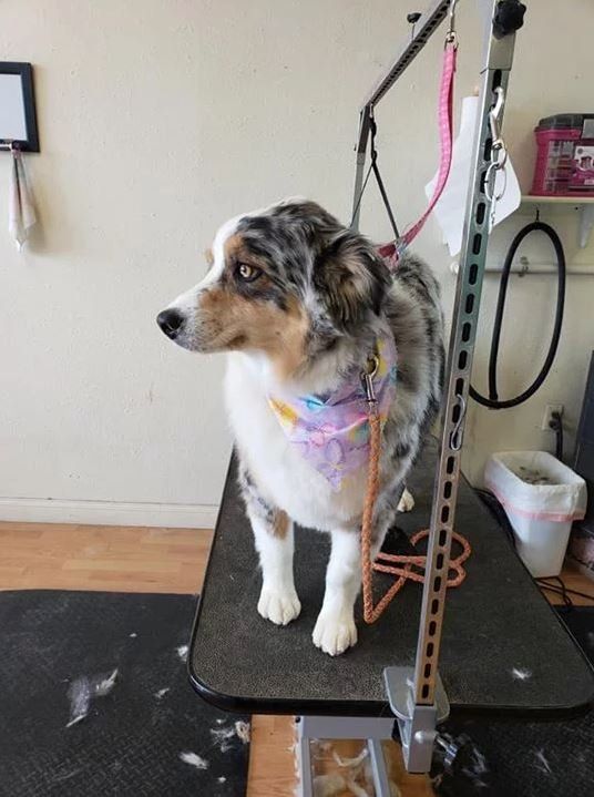 Australian Shepherd- Cody, WY - Cody Paw Spa
